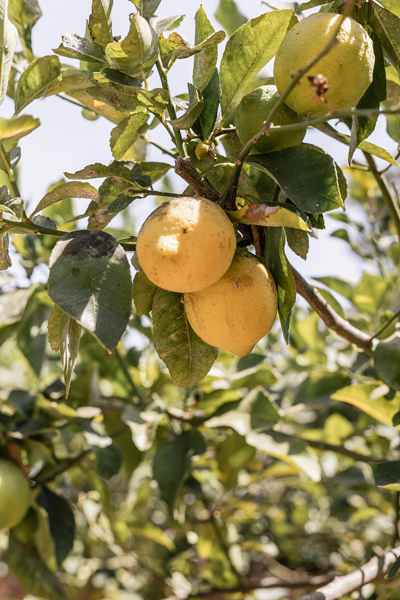 Can Joshua Mallorca Spain holiday rental